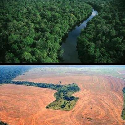 Amazonas antes y después de la desforestación